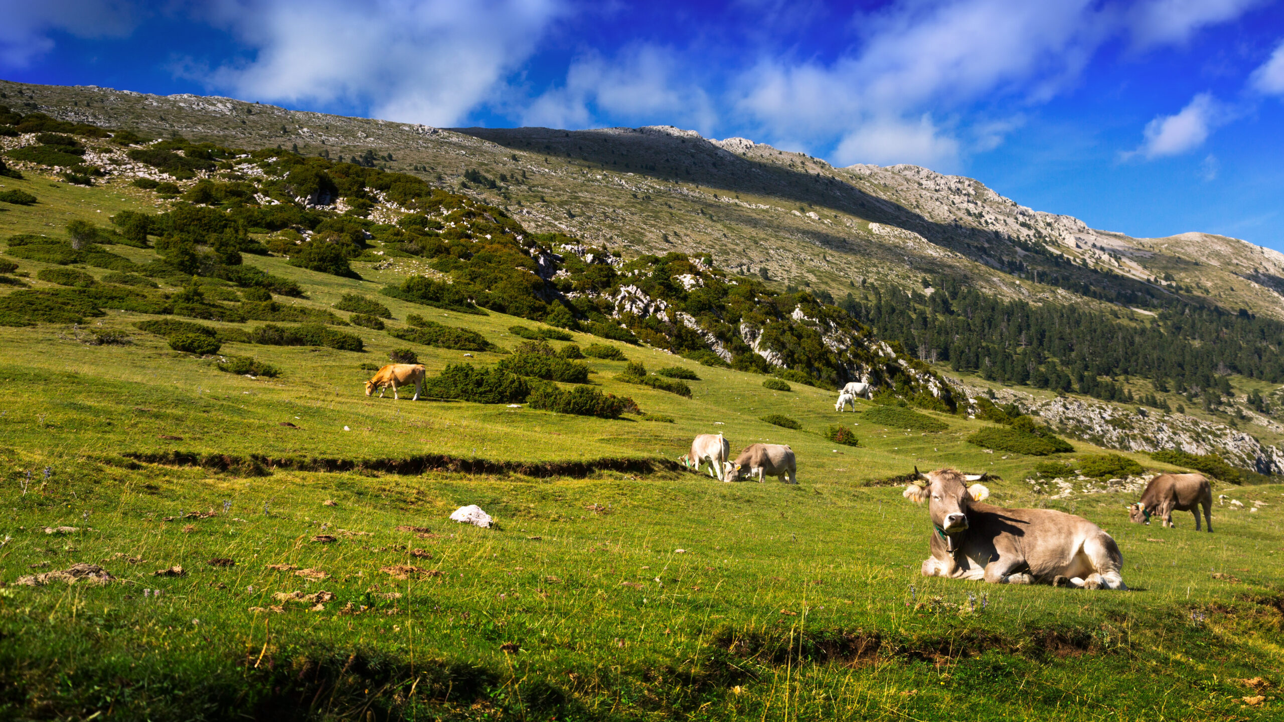 Meadow with cows in summer day